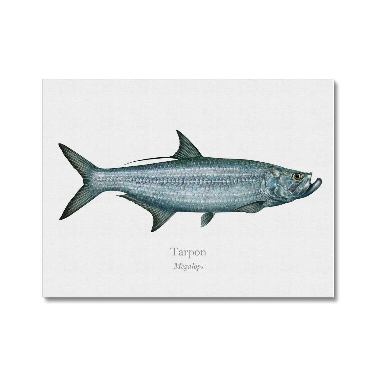 Tarpon - Canvas Print - With Scientific Name - madfishlab.com