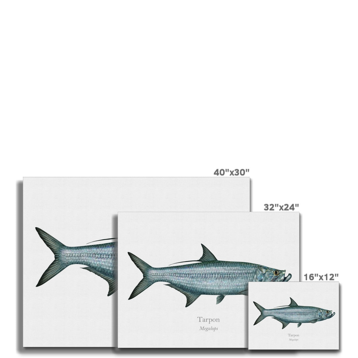 Tarpon - Canvas Print - With Scientific Name - madfishlab.com