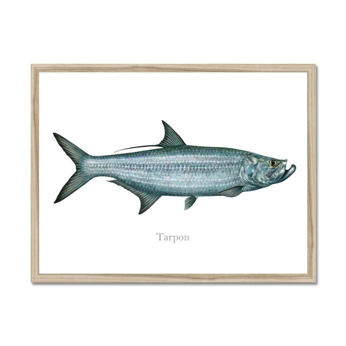 Tarpon - Framed Print - madfishlab.com