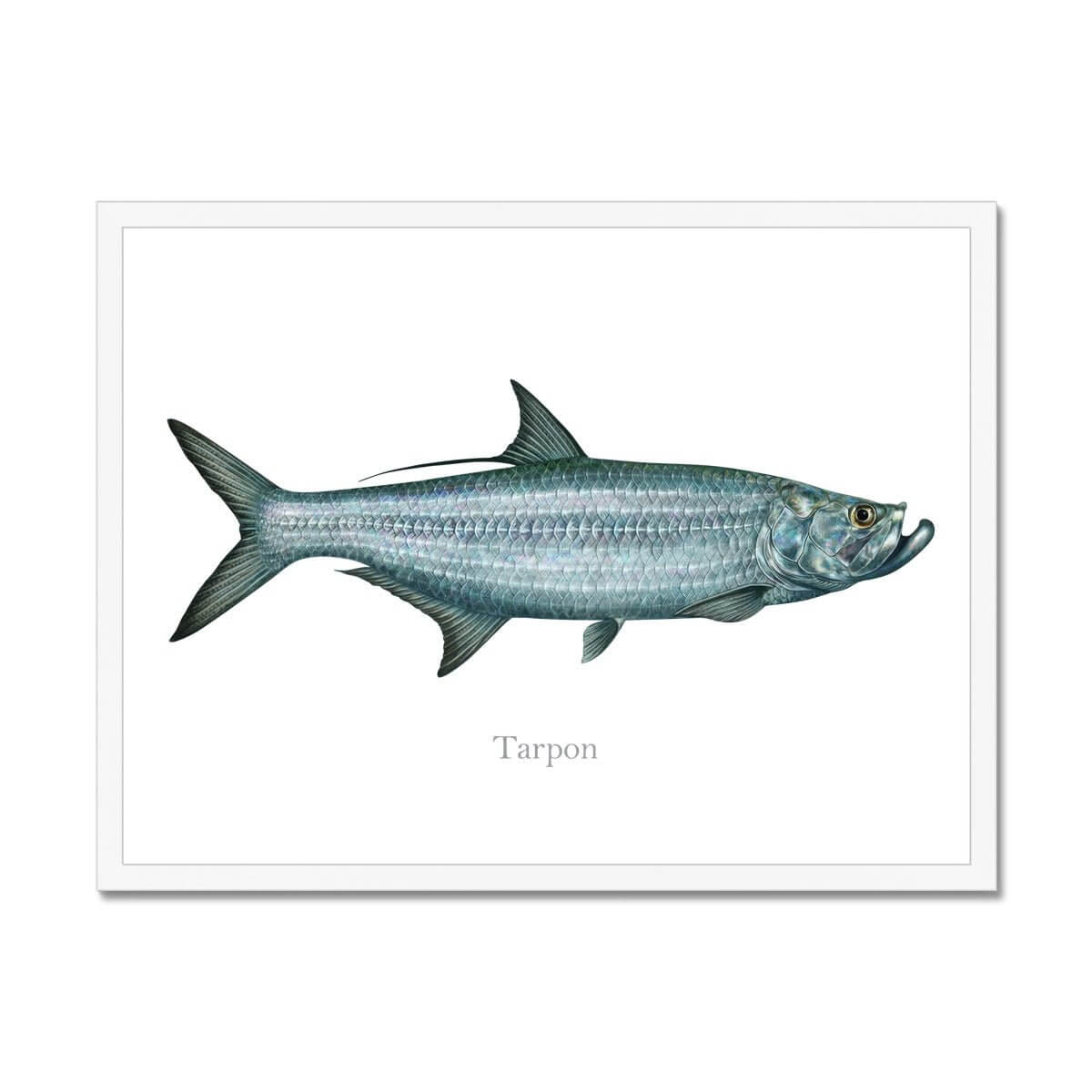 Tarpon - Framed Print - madfishlab.com