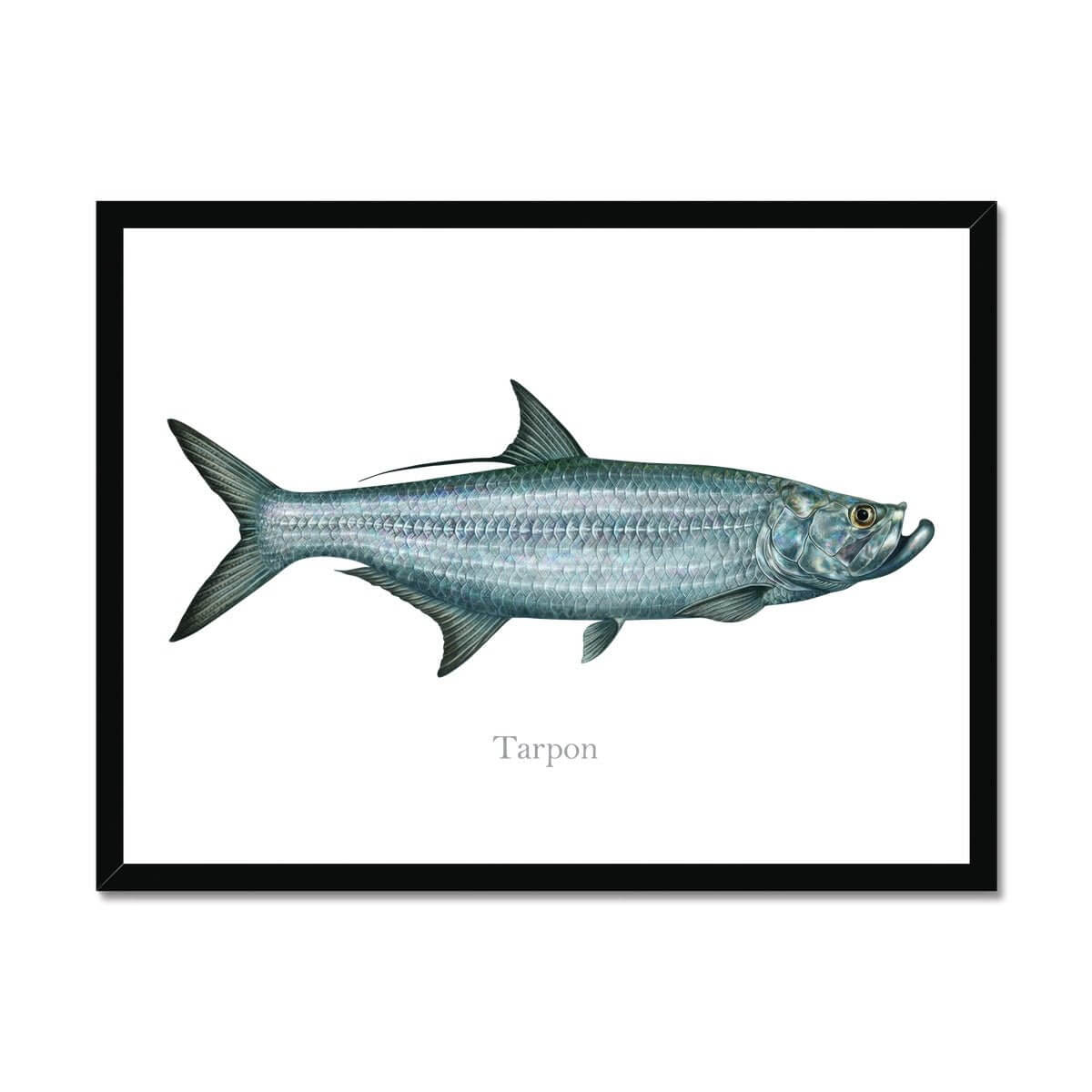 Tarpon - Framed Print - madfishlab.com