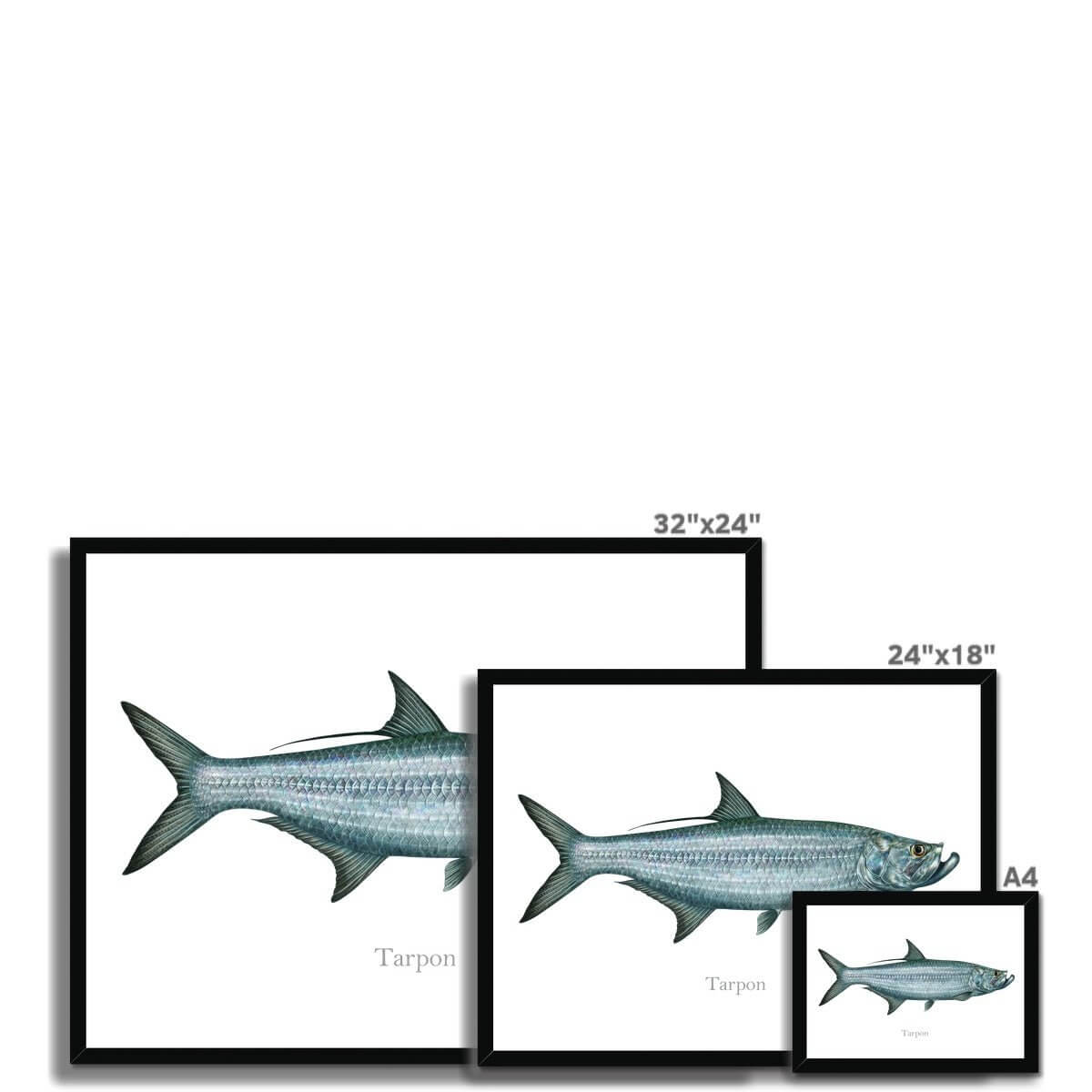 Tarpon - Framed Print - madfishlab.com