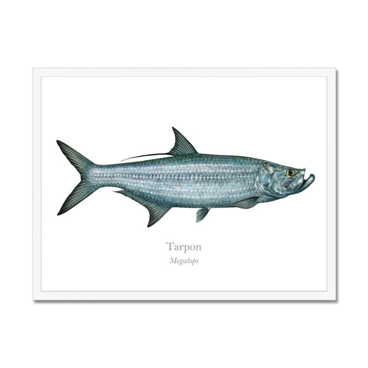 Tarpon - Framed Print - With Scientific Name - madfishlab.com